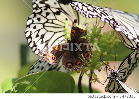 Ao Tatehodo Doki Female Who Takes With Horai Kagami 3472335