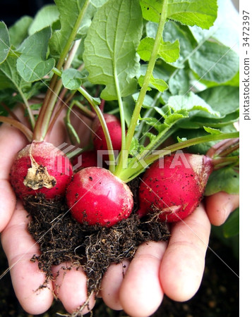 Harvest of Radish Harvest of Radish 3472397