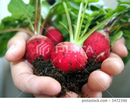 Harvest of Radish 3472398