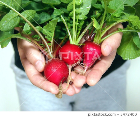 Harvest of Radish 3472400