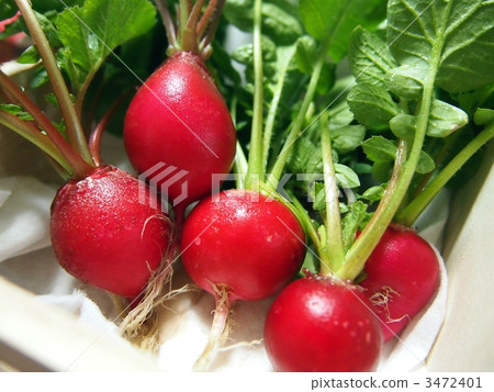 Harvest of Radish 3472401