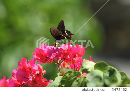 Shrewbirds在九重葛收穫·普通類型 3472462