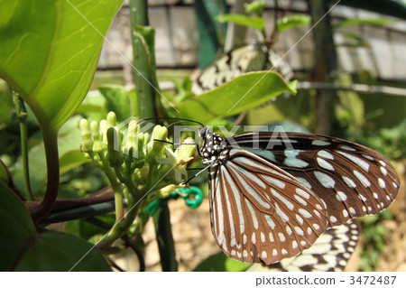坐在鯨魚乳房裡的琉球朝覲馬達拉 坐在鯨魚乳房裡的琉球朝覲馬達拉 3472487