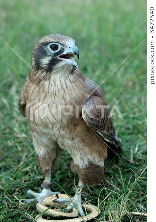 Hawk's Feeding Show Hawk's Feeding Show 3472540