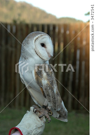Barn owl Barn owl 3472541