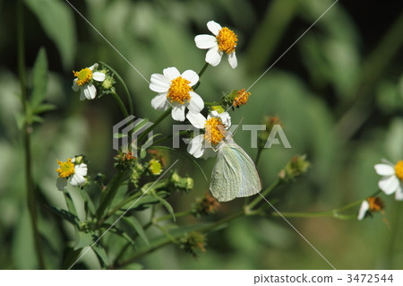 Ulla nami在發送者的白尾折騰 3472544