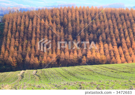 Larch and wheat field Larch and wheat field 3472683