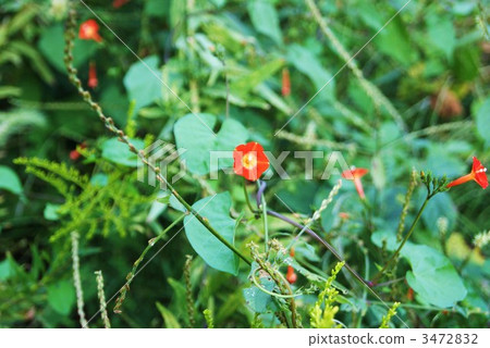 Cute flowers of Marubuko sou 3472832