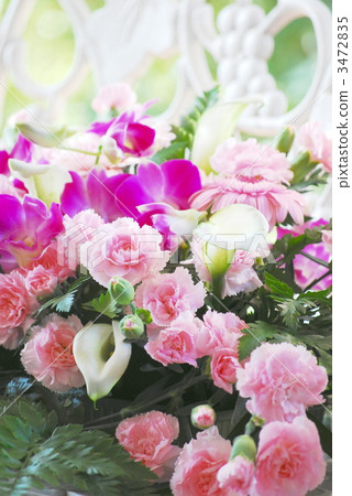 carnation, carnations, vappodes phalaenopsis 3472835