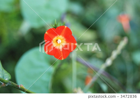 Marubuko sou's flower one wheel 3472836