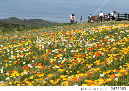 Poppy blooming hill Poppy blooming hill 3472963
