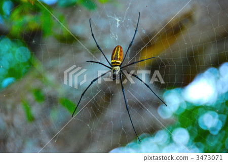 Tiger (Taketomijima / Taketomi Town, Yaeyama-gun, Okinawa Prefecture) 3473071