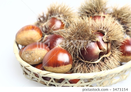 Chestnut  3473154