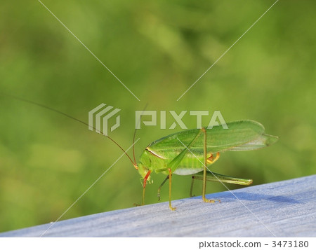 蚱蜢 風景 草地 3473180