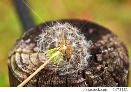 蒲公英在樹樁上 3473181