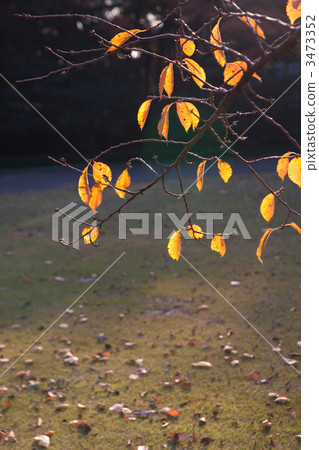 maple, yellow leafe, interval of clear weather 3473352
