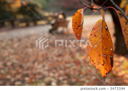 maple, yellow leafe, foliage 3473394