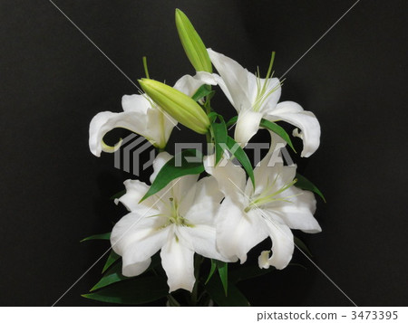 Oriental Lily 3473395