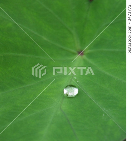 Morning dew Morning dew 3473772