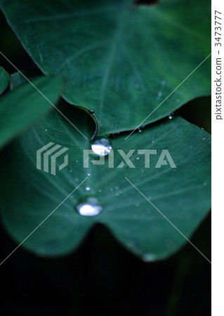 Morning dew 3473777