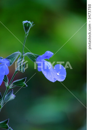 Blue Salviya 3473788
