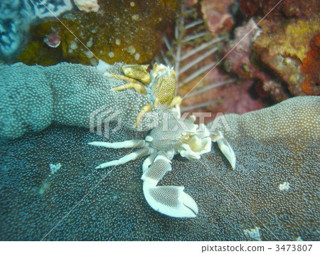 porcelain anemone crab, crab, crabs 3473807