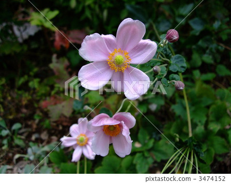 秋天馬靴 秋牡丹 花朵 3474152