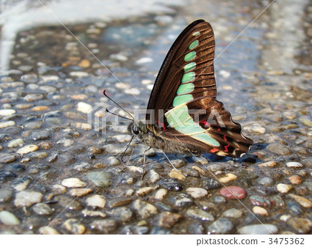 graphium sarpedon, butterfly, butterflies 3475362