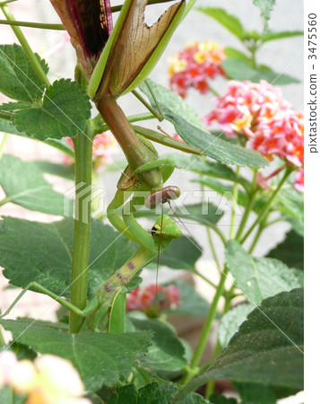 Mantis Mantis 3475560