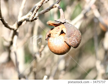 茶水果 茶水果 3475737