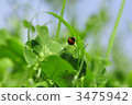 瓢蟲 植物 植物學 3475942