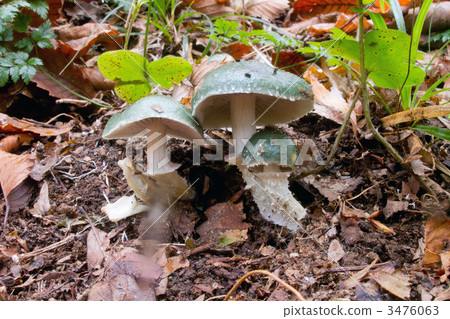 strophariaceae, mushroom, mushrooms 3476063