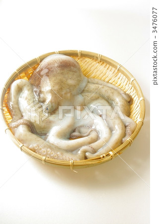 octopus  octopus  3476077