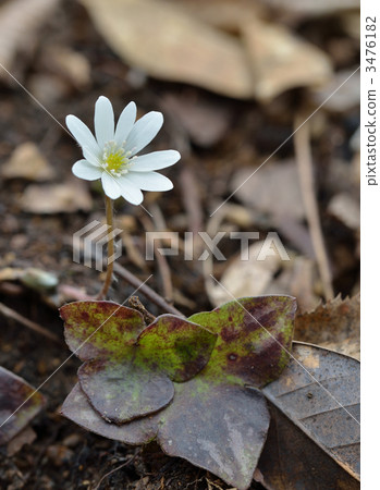 Affiliation Affiliation 3476182