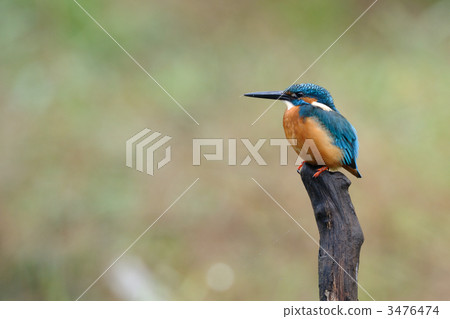 A kingfisher during a break A kingfisher during a break 3476474