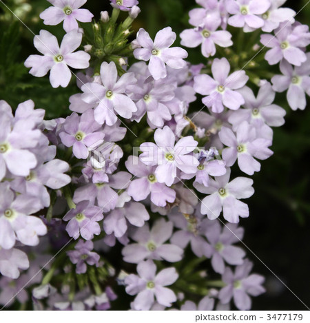 馬鞭草Tenerera 3477179