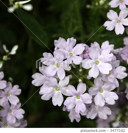 馬鞭草Tenerera 馬鞭草Tenerera 3477182