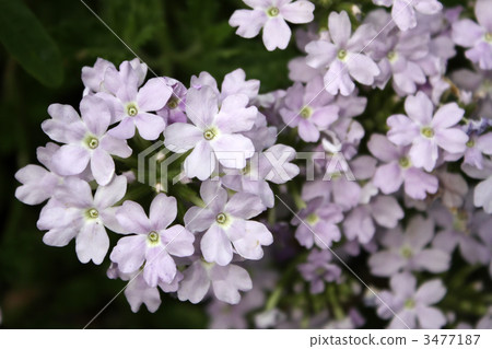 Verbena Tenerera 3477187