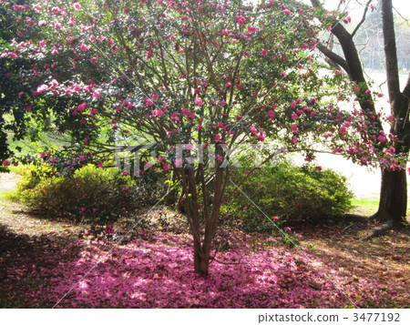 Scatters scattered 3477192