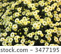 Chrysanthemum of one side 3477195