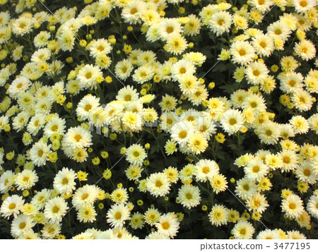 Chrysanthemum of one side 3477195