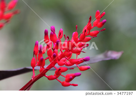 Coral Ananas 3477197