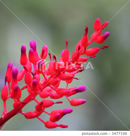 Coral Ananas 3477198