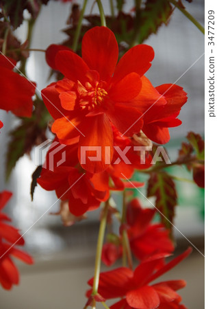 BECONIA，別墅的村莊 3477209