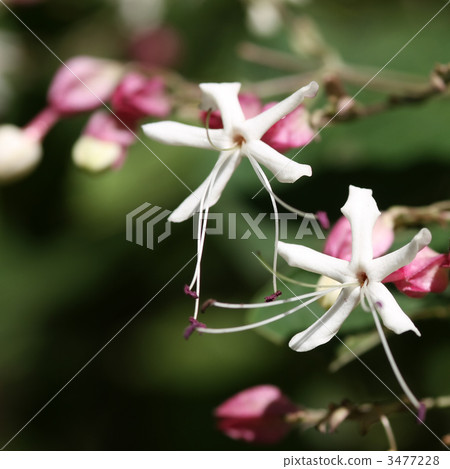 Rabbit flowers 3477228