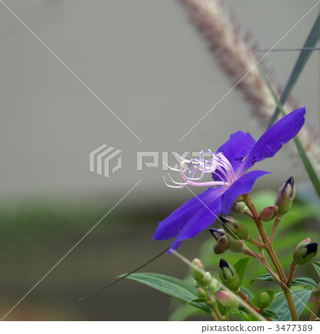 沒有按鈕 3477389