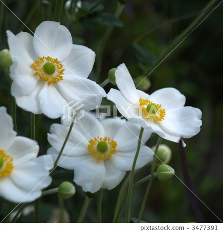 打破碗花花 3477391