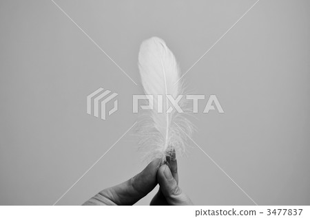 feather of a bird, wing of a bird, shuttlecock 3477837