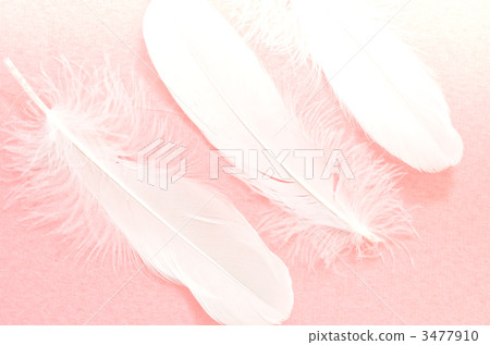 羽毛 羽衣 羽 3477910