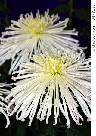 Appreciation chrysanthemum 3478119